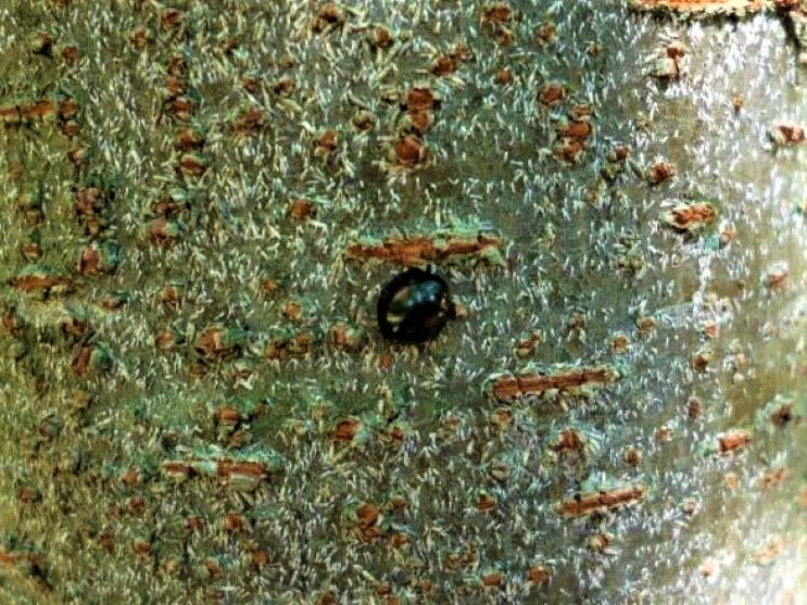 3a-bb13-Japanese-maple-scale-predator-Copy.jpg