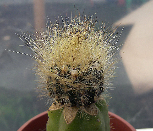 3a67605c.jpg