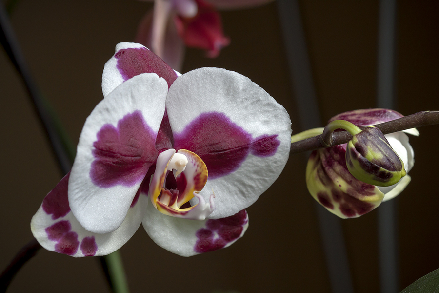 3a_floracion_23_4_2013-9.jpg