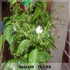 3aa9a60a6f3ca5738dd748e4770f9811o.jpg
