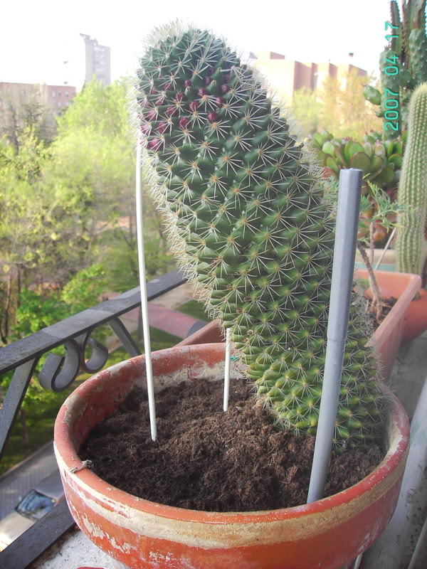 3Cactus1.jpg