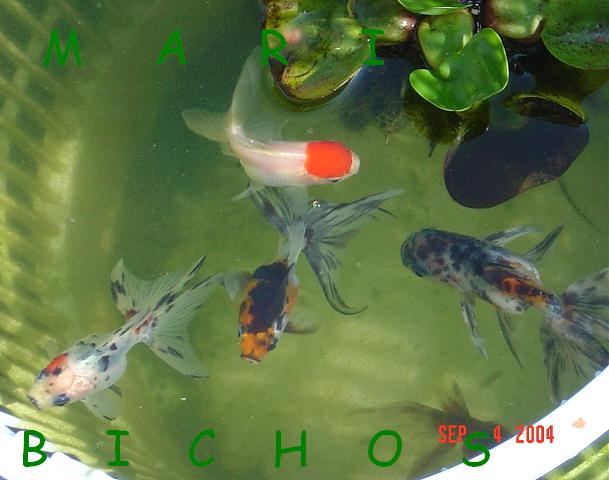 3ccd6f900b3ca8bfa3b3ecc270e5c412o.jpg