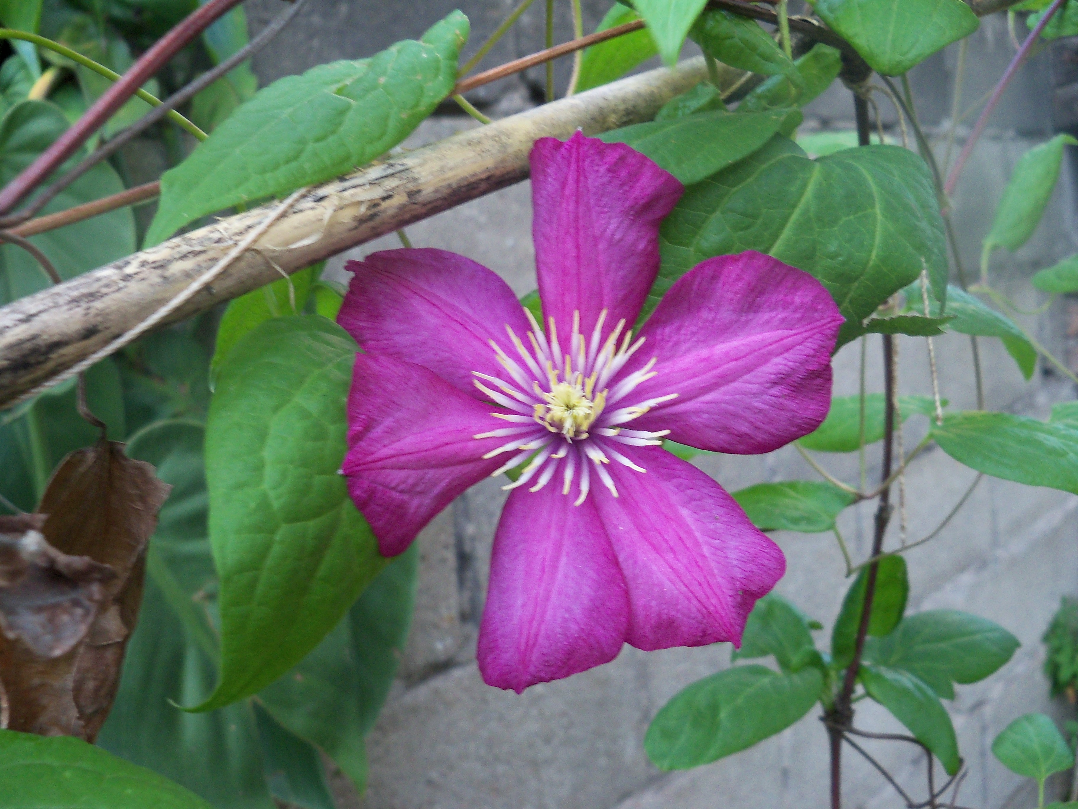 3cn1012477kaq.jpg