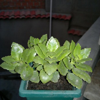 3e7ef6183099950.jpg