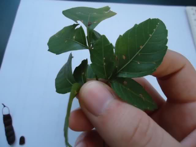 3ef6s.jpg