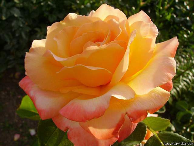 3f38f4b6.jpg
