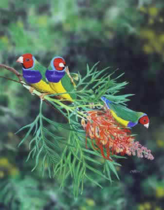 3gouldianfinches.jpg