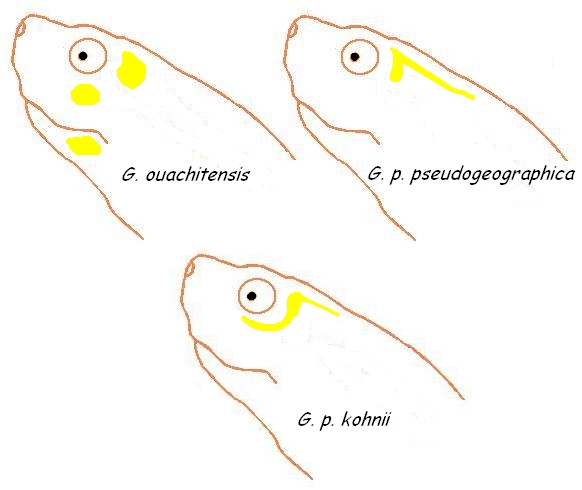 3graptemysspsp5.jpg