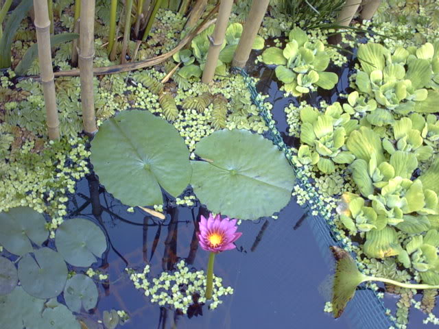 3mayo2006008.jpg