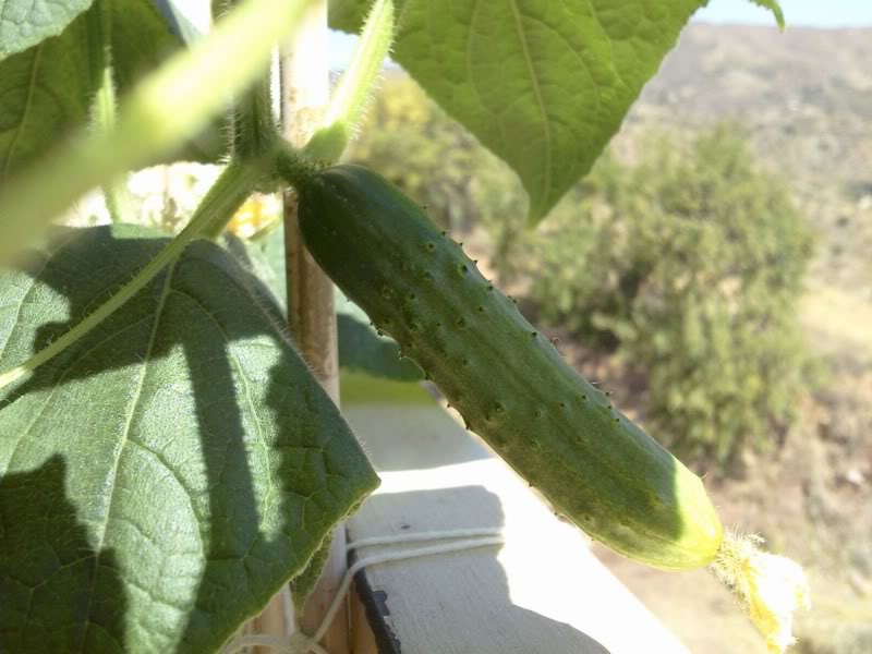 3pepinomaceta.jpg
