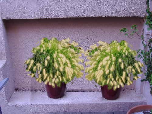 3vermell.jpg
