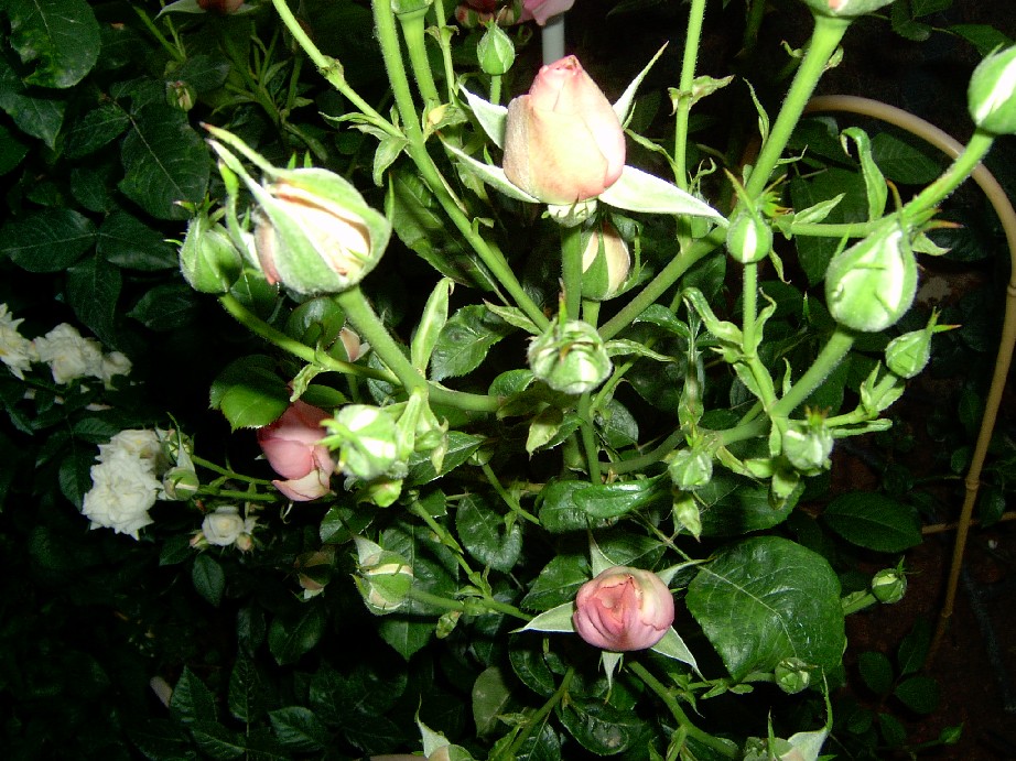 4%20Mayo%20Eden%20Rose%203.jpg