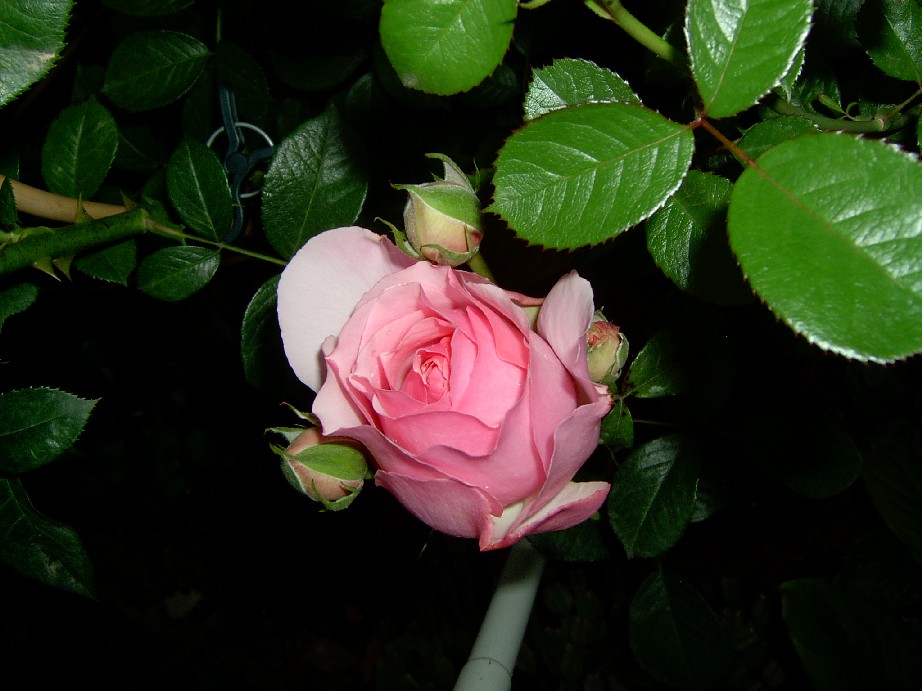 4%20Mayo%20Eden%20Rose.jpg