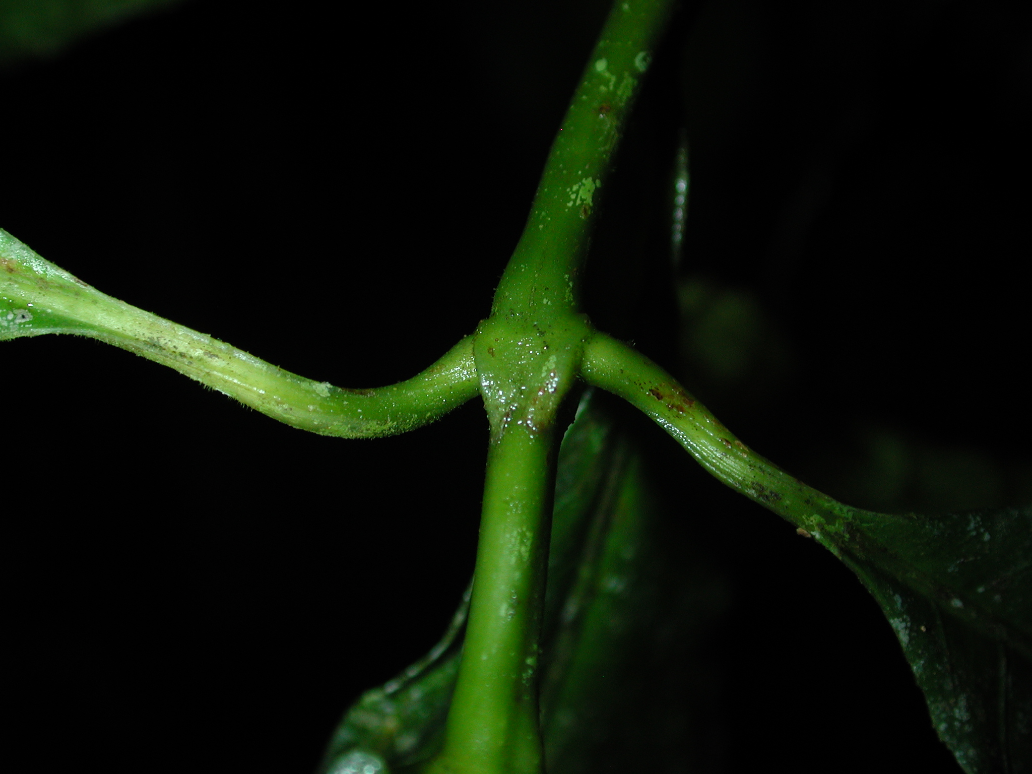 4%20Psychotria%20brachiata%20DS%20s.n.%20Maquenque.JPG