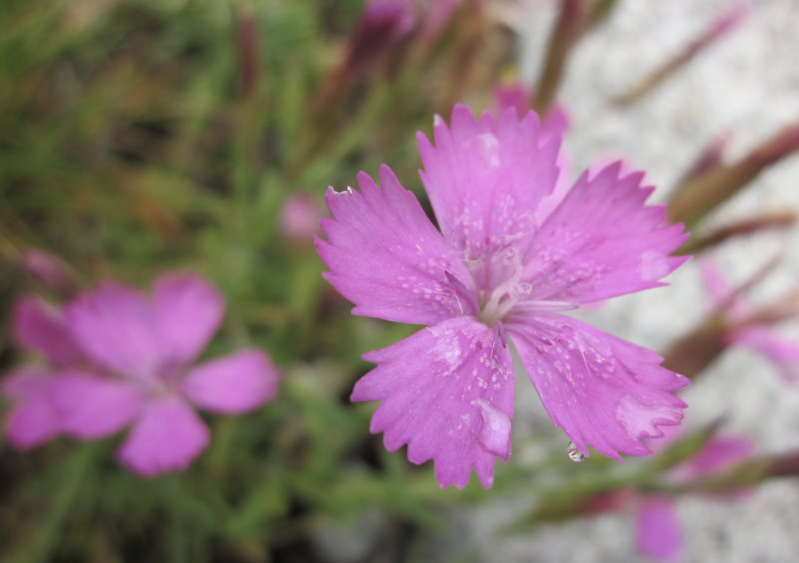 4%2Bjulio%2BA%2BDianthus%2Bdeltoides.JPG