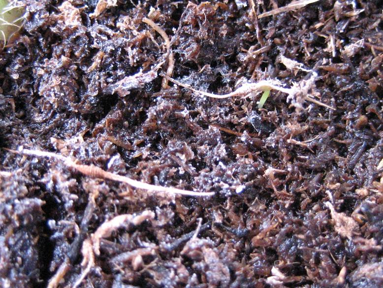 4%AA%20Semilla%20nepenthes%2028-1-06.jpg