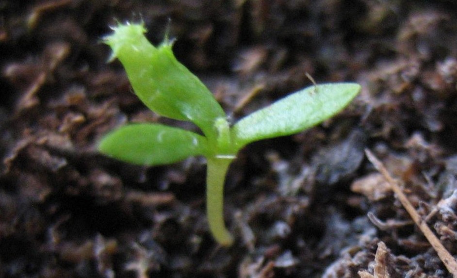 4%BA%20hoja%20de%20nepenthes.JPG