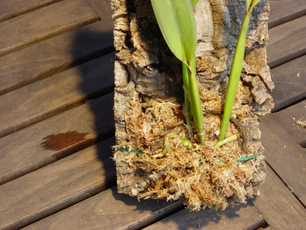 40%20Detall%20planta%20fixada.jpg