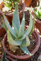 4004945684_9bb29275c3_m.jpg