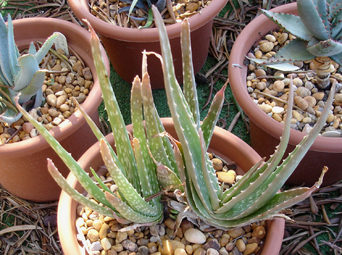 4006003269_772544ca05.jpg