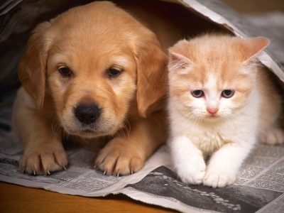 400_1184119590_dog-1029-prbslisfyw-1600x1200.jpg