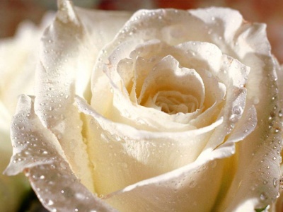 400_1184203840_white-rose-2-25oqyg3l4u-1024x768.jpg