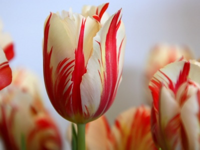 400_1190680663_redstripedtulip1024x768.jpg