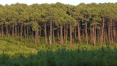 400px-ForetLandes.JPG