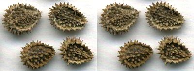 400px-Forgetmenotseeds.jpg