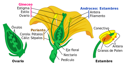 400px-Mature_flower_diagram-es.svg.png