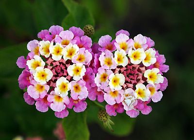 400px-Twin_lantana_camara_edit.jpg