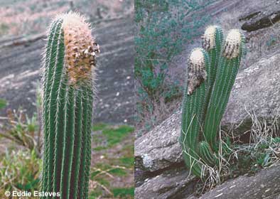 400x280_coleo_fluminensis.jpg