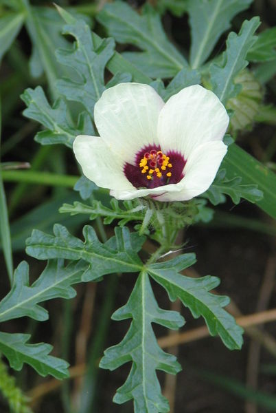 402px-Hibiscus_trionum_bgiu_02.jpg