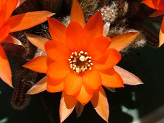 403785367_afe2e5c906_m.jpg