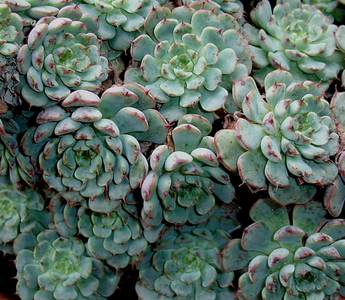 4039155021_cc3bf028f5.jpg