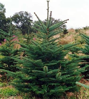 4059-abies-procera-noble-fir.jpg