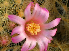 406799508_2258f15272_m.jpg