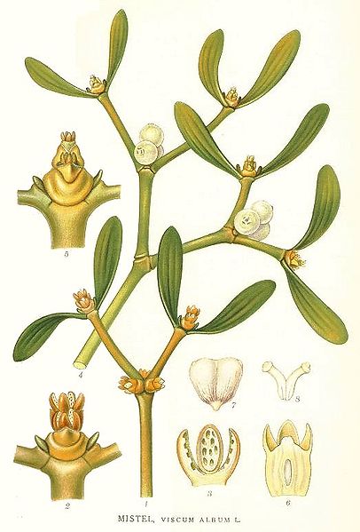 406px-363_Viscum_album.jpg