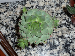 4070008704_6a1f05b930_m.jpg