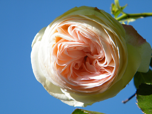 4076821364_8dafcd3256.jpg