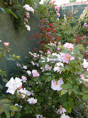 4081346601_ba65378616.jpg