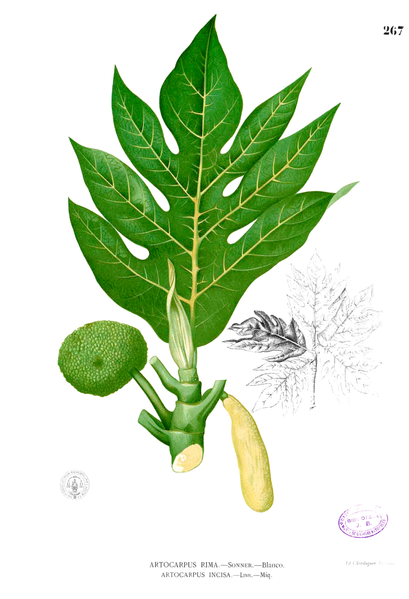 409px-Artocarpus_incisus_Blanco2.267.png