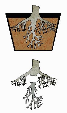 41071b9e90221fd55fd9476e6797edb6--bonsai-plants-bonsai-trees.jpg