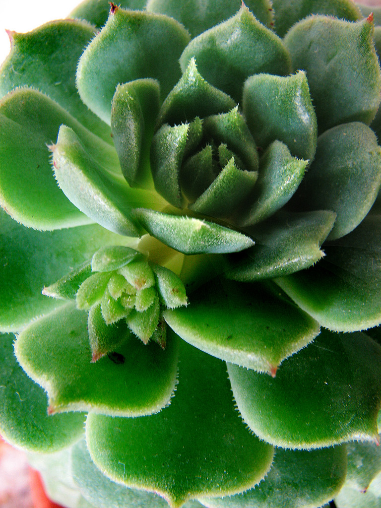 4108136851_3e714a9876_b.jpg