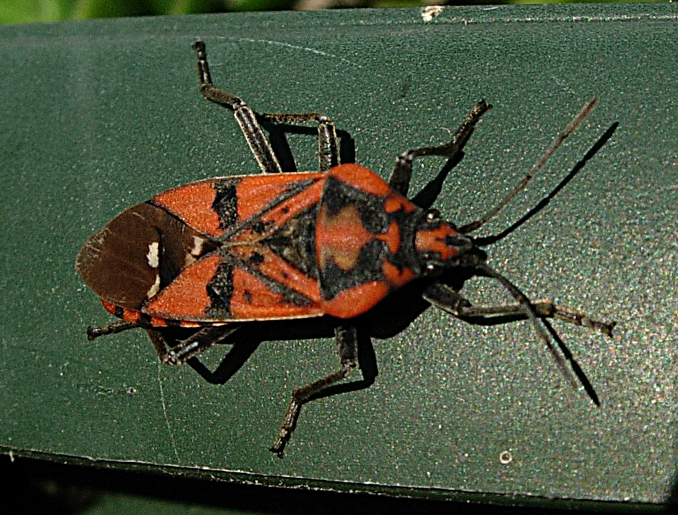 4115240006_9c2278e5a6_o.jpg