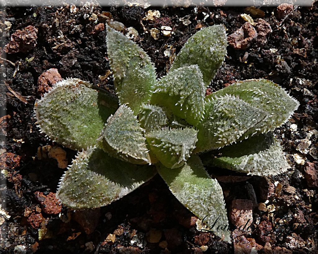 41519748174_4639aa8729_b.jpg