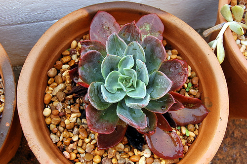 4152712010_ba986abf3e.jpg