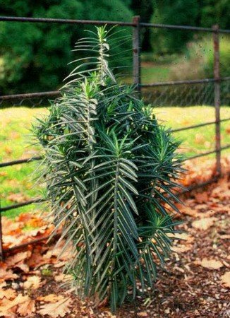 4168-euphorbia-lathyris-moleplant.jpg