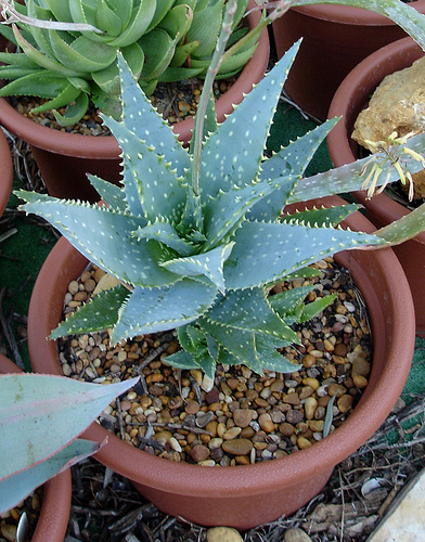 4170073518_c0624fbb10.jpg