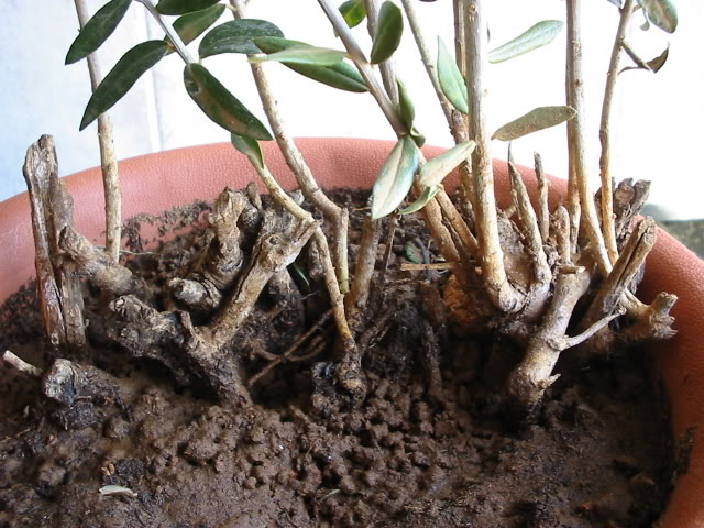 4178627c.jpg